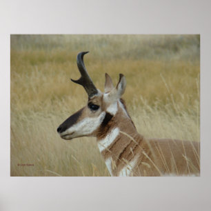 A4 Pronghorn Antelope Young Buck Head Shot Profile Poster