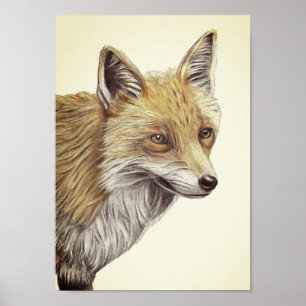 A4 Red Fox Pencil Drawing Print vintage look