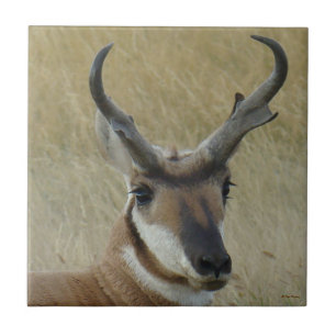 A5 Pronghorn Antelope Big Buck Head Shot Ceramic Tile