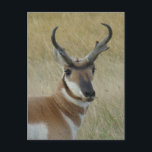 A5 Pronghorn Antelope Big Buck Head Shot Postcard<br><div class="desc">Pronghorn Antelope Big Buck Head Shot Postcard.</div>