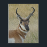 A5 Pronghorn Antelope Big Buck Head Shot Postcard<br><div class="desc">Pronghorn Antelope Big Buck Head Shot Postcard.</div>