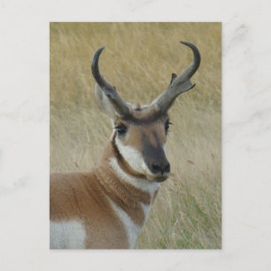 A5 Pronghorn Antelope Big Buck Head Shot Postcard