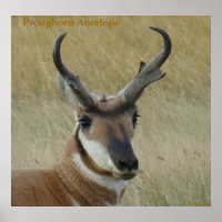 A5 Pronghorn Antelope Big Buck Head Shot