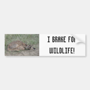 A6 Baby Pronghorn Antelope Bumper Sticker