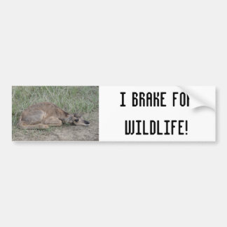 A6 Baby Pronghorn Antelope Bumper Sticker