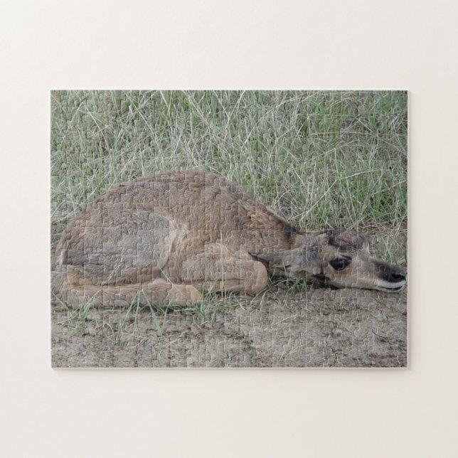A6 Baby Pronghorn Antelope Jigsaw Puzzle (Horizontal)