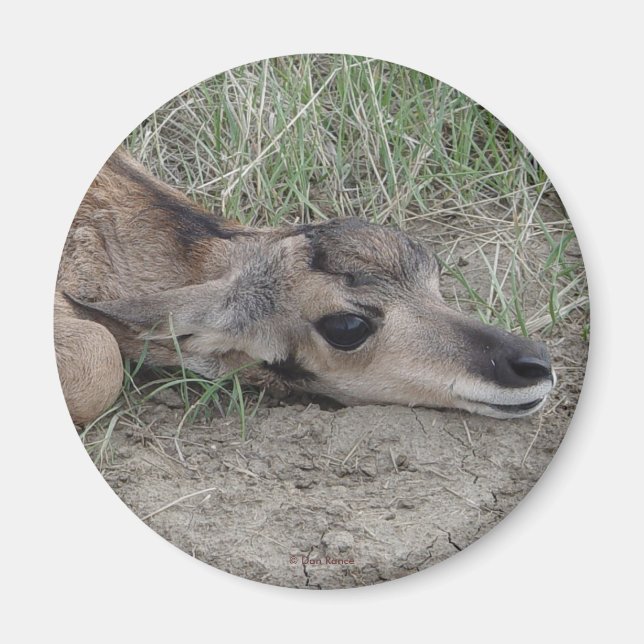 A6 Baby Pronghorn Antelope Magnet (Front)