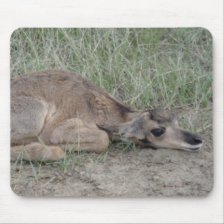 A6 Baby Pronghorn Antelope Mouse Pad