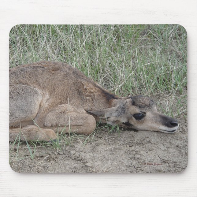 A6 Baby Pronghorn Antelope Mouse Pad (Front)