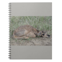 A6 Baby Pronghorn Antelope