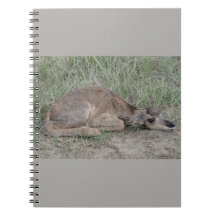 A6 Baby Pronghorn Antelope