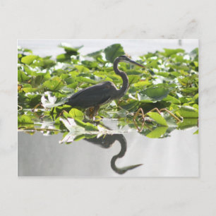 A6 Great Heron Postcard