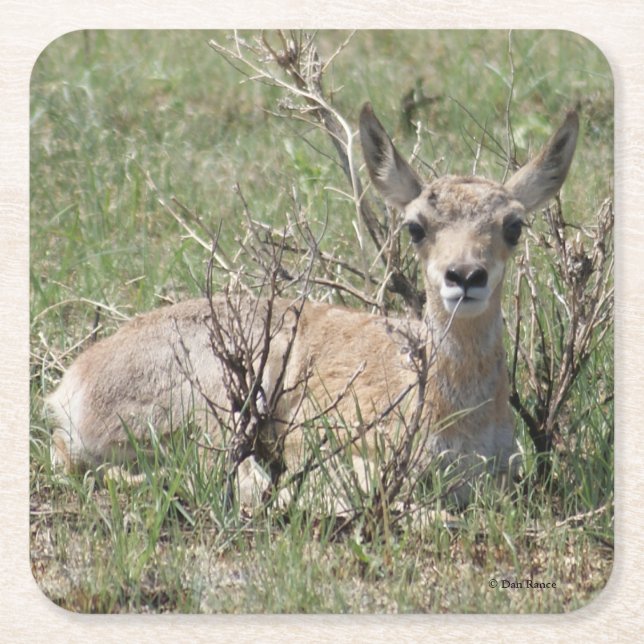 A7 Baby Antelope Square Paper Coaster (Front)
