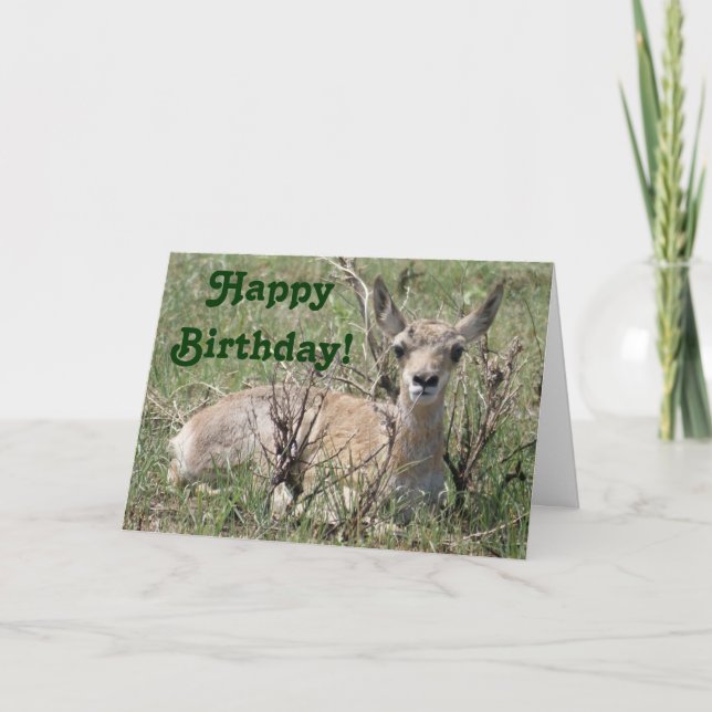 A7 Baby Pronghorn Antelope Card (Front)