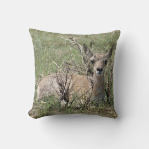 A7 Baby Pronghorn Antelope Cushion