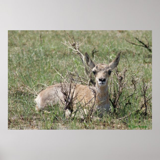 A7 Baby Pronghorn Antelope Head Up Poster (Front)