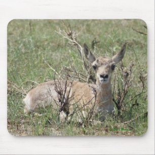 A7 Baby Pronghorn Antelope Mouse Pad
