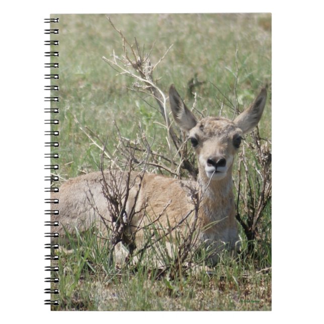 A7 Baby Pronghorn Antelope Notebook (Front)