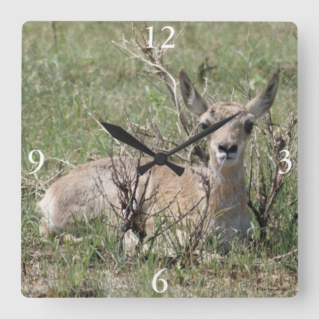 A7 Baby Pronghorn Antelope Square Wall Clock (Front)