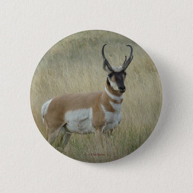 A8 Pronghorn Antelope 6 Cm Round Badge (Front)