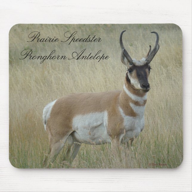 A8 Pronghorn Antelope Big Buck Mouse Pad (Front)
