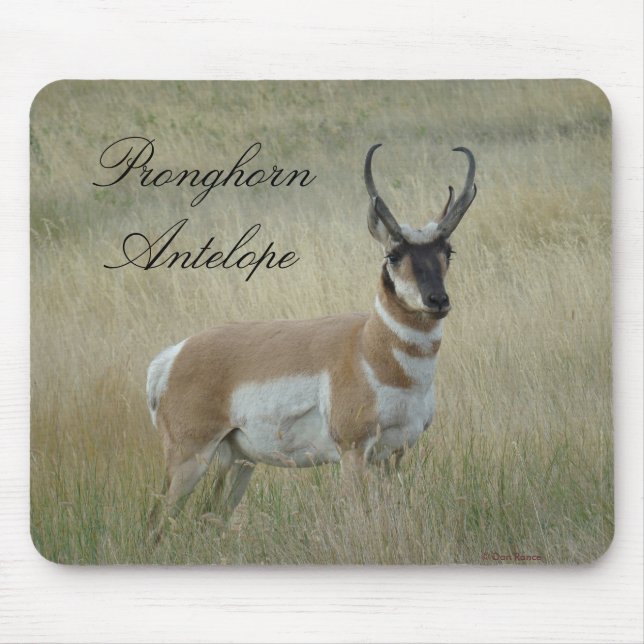 A8 Pronghorn Antelope Big Buck Mouse Pad (Front)