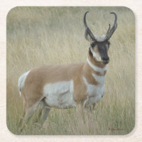 A8 Pronghorn Antelope Buck