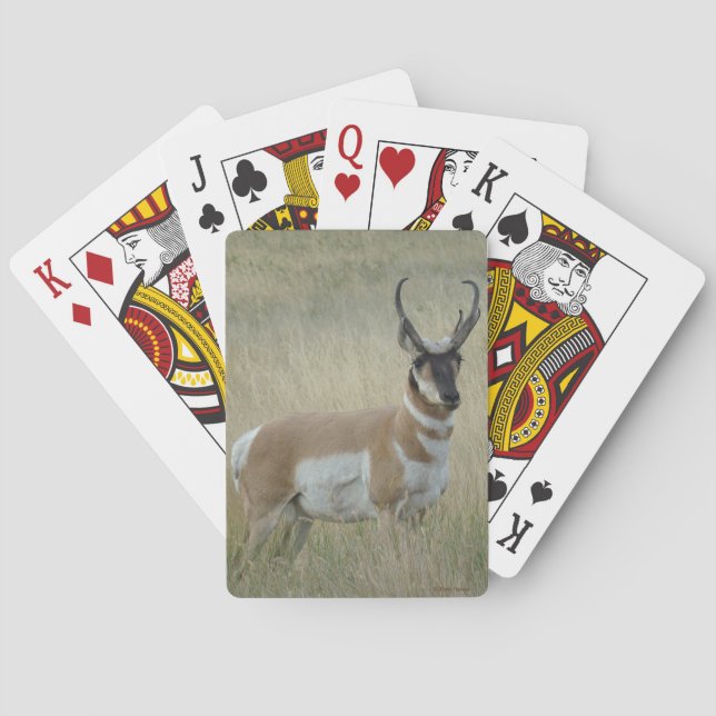 A9 Pronghorn Antelope Big Buck Playing Cards (Back)