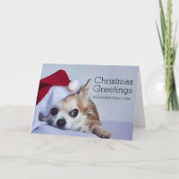 A 6 year old long hair chihuahua