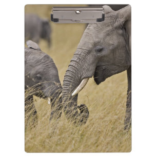 A African Elephant grazing in the fields Clipboard
