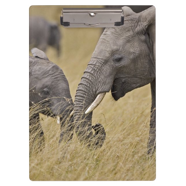 A African Elephant grazing in the fields Clipboard (Front)