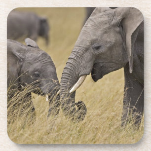A African Elephant grazing in the fields Coaster