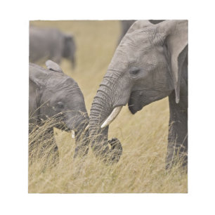 A African Elephant grazing in the fields Notepad