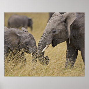 A African Elephant grazing in the fields of the Poster