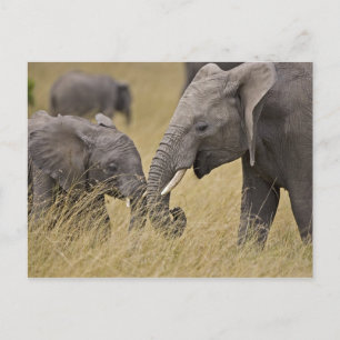 A African Elephant grazing in the fields Postcard