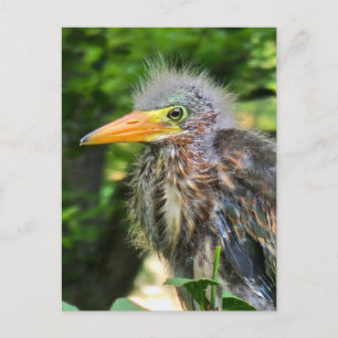 A baby green heron holiday postcard
