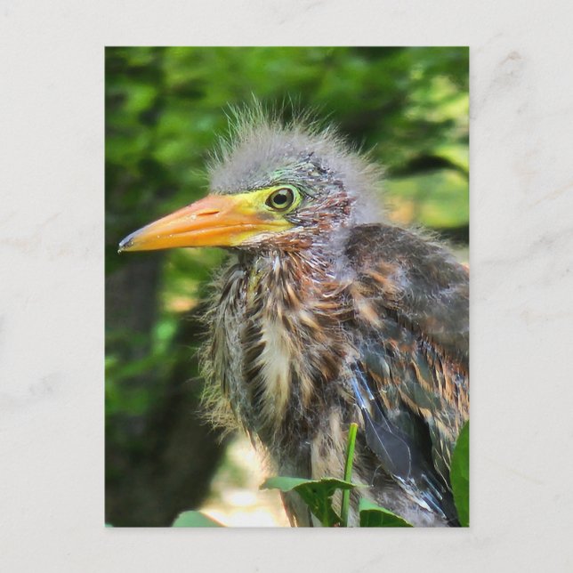 A baby green heron postcard (Front)