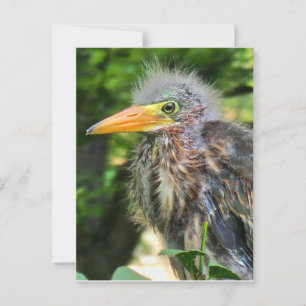 A baby green heron postcard