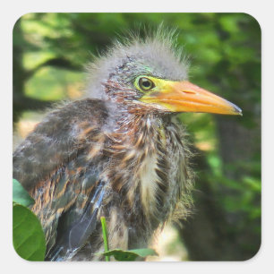 A baby green heron square sticker