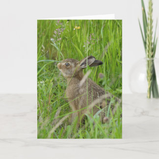 A baby Hare. Card
