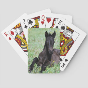 A baby horse in the meadow playing cards