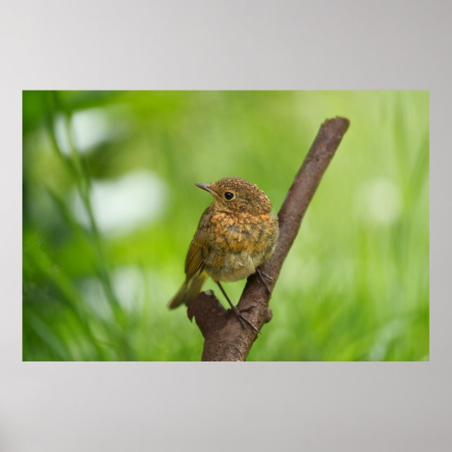 A Baby Robin Perched On A Branch Poster (Front)