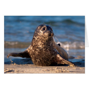 A baby seal coming ashore in Children's Pool