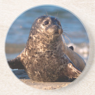 A baby seal coming ashore in Children's Pool Coaster