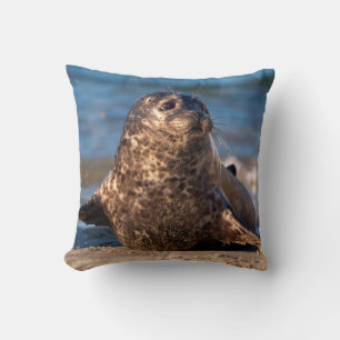 A baby seal coming ashore in Children's Pool Cushion