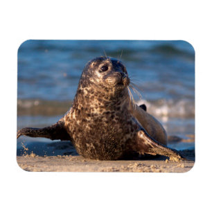 A baby seal coming ashore in Children's Pool Magnet