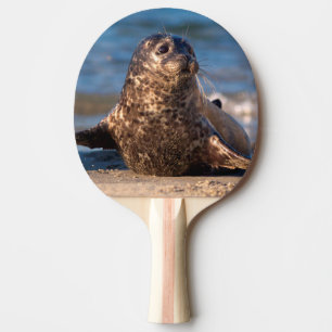 A baby seal coming ashore in Children's Pool Ping Pong Paddle
