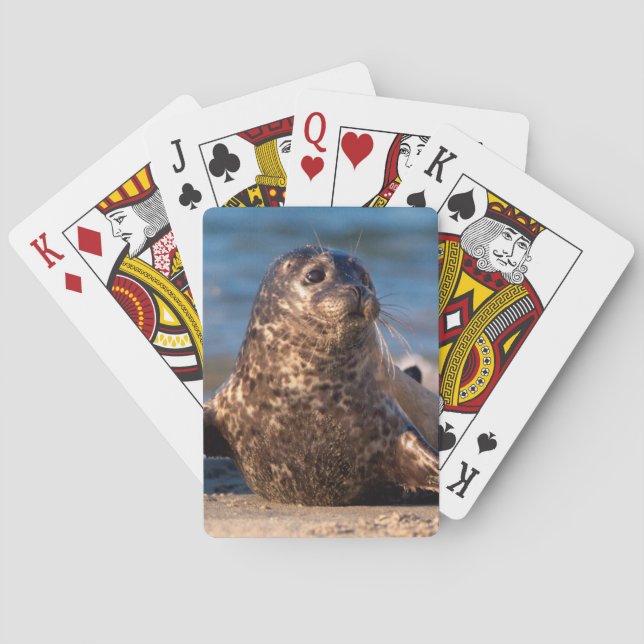 A baby seal coming ashore in Children's Pool Playing Cards (Back)