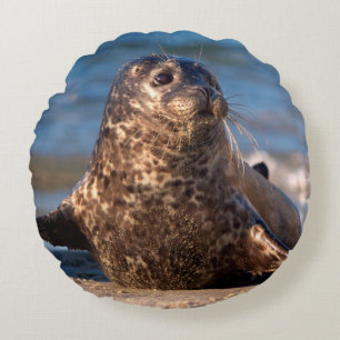 A baby seal coming ashore in Children's Pool Round Cushion