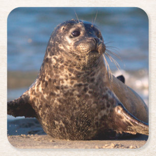 A baby seal coming ashore in Children's Pool Square Paper Coaster